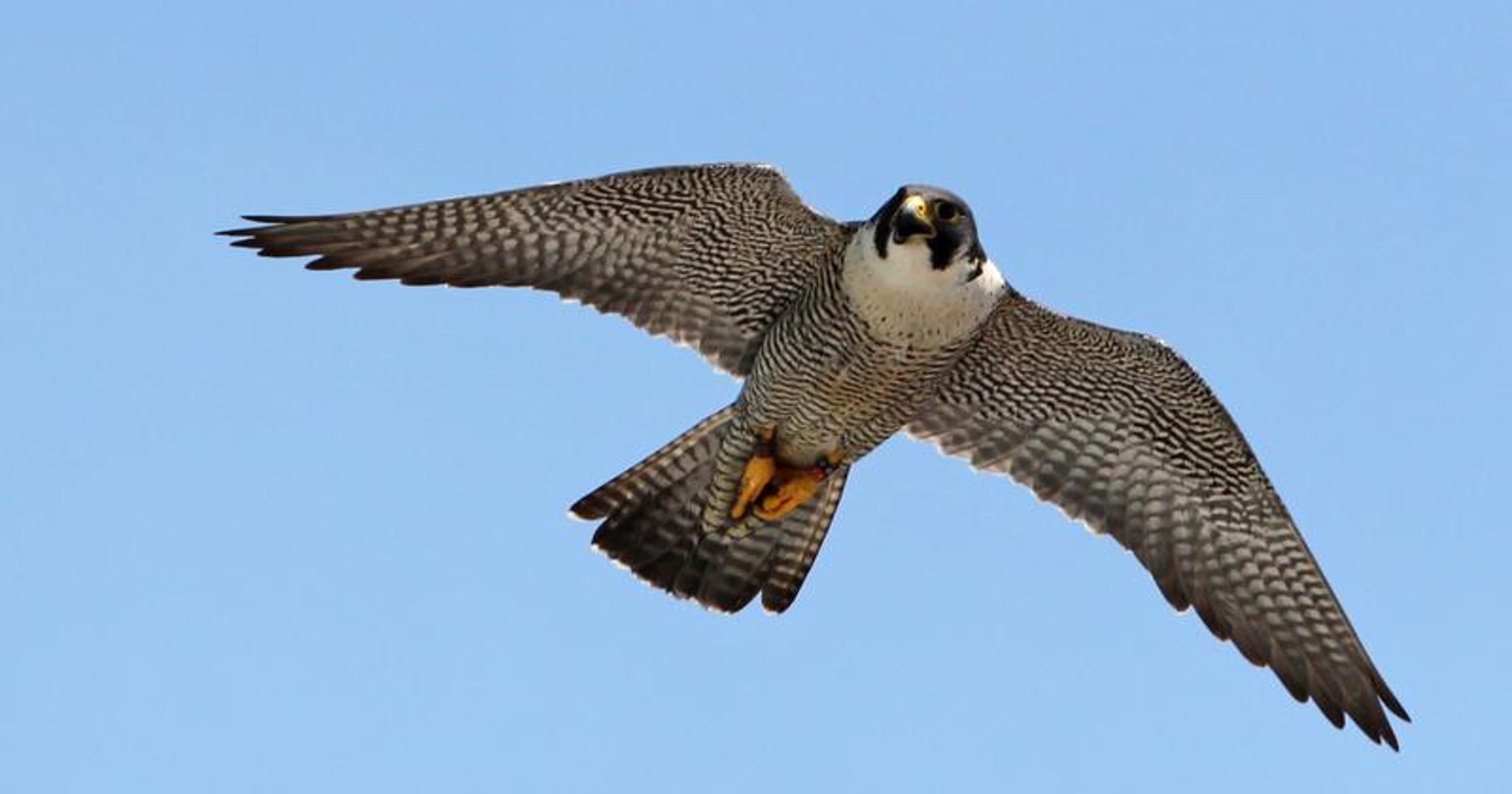 Peregrine falcon coming off Indiana's endangered list