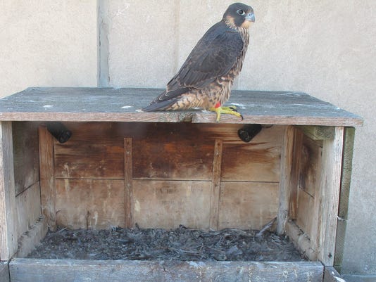 Much Watched Young Falcon Dies
