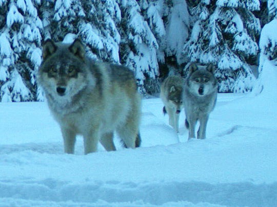 Two wolves from the Walla Walla pack in Umatilla County in 2017.