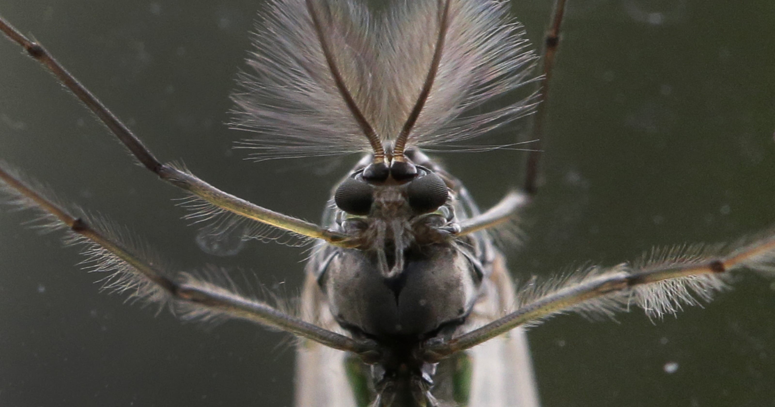 Lake flies return to Lake Winnebago