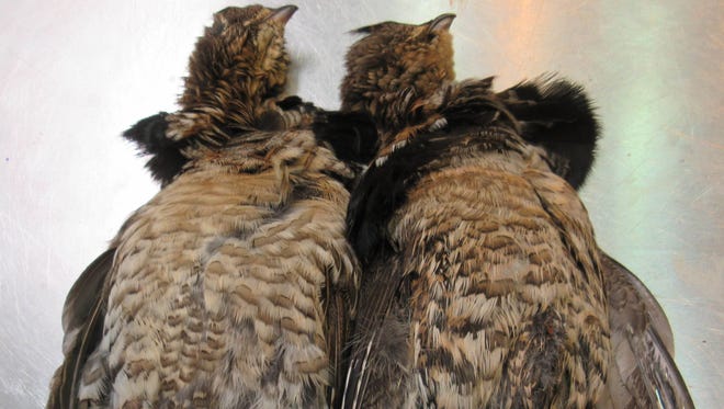 West Nile Virus has been confirmed in ruffed grouse in Michigan.