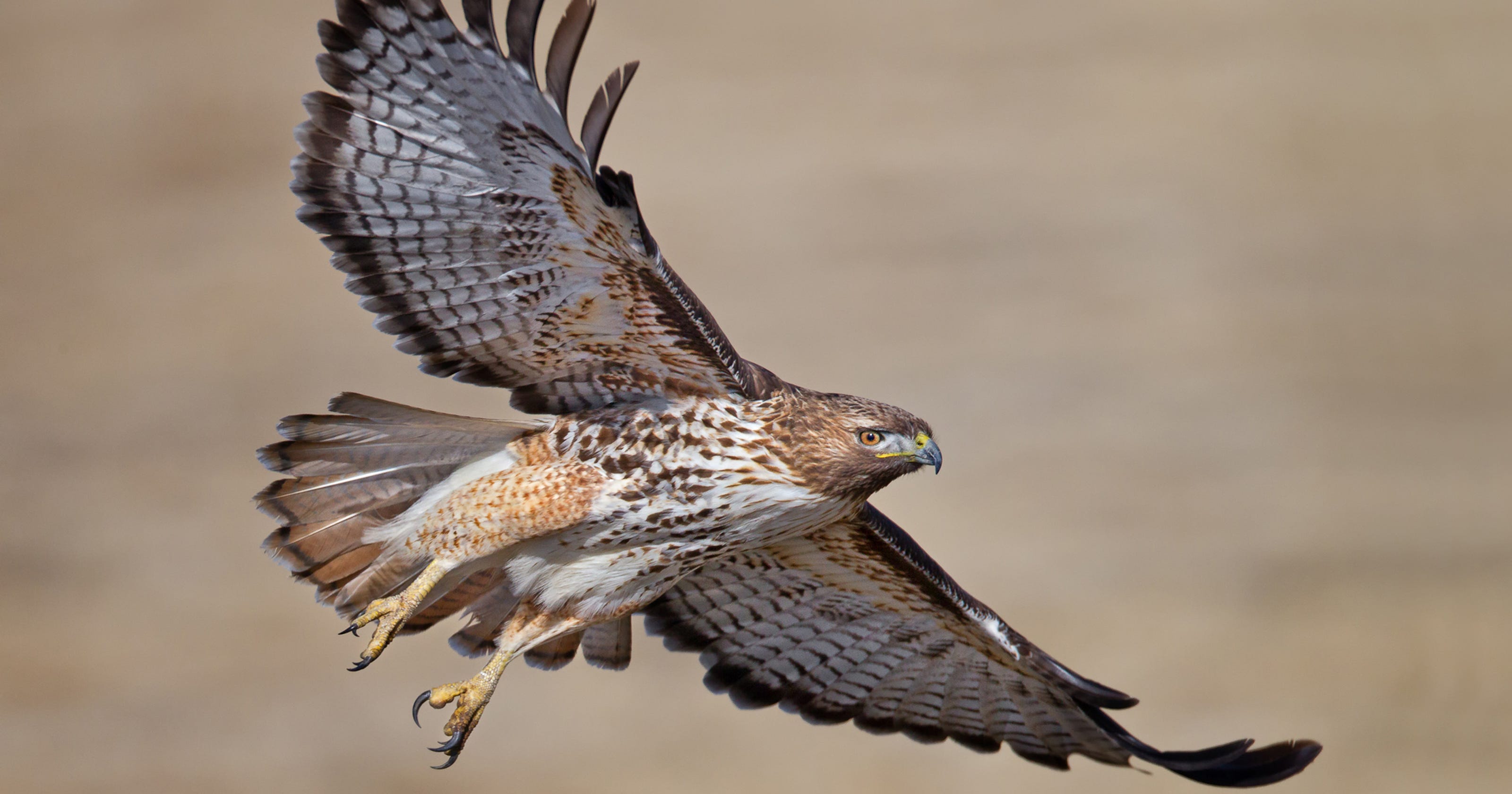 red-tailed-hawk.jpg