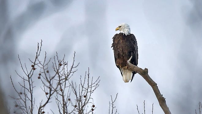 A bald eagle sits atop a tree on the north side of Thatcher Golf Course, Tuesday, Feb. 14, 2017.