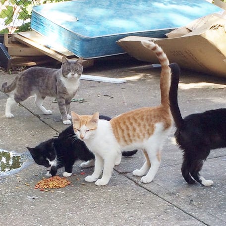 Stray cats rescued in Yonkers by the Westchester SPCA in 2014.
