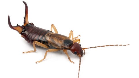 Earwigs in Virginia: Are there more this year? How can you get ready?