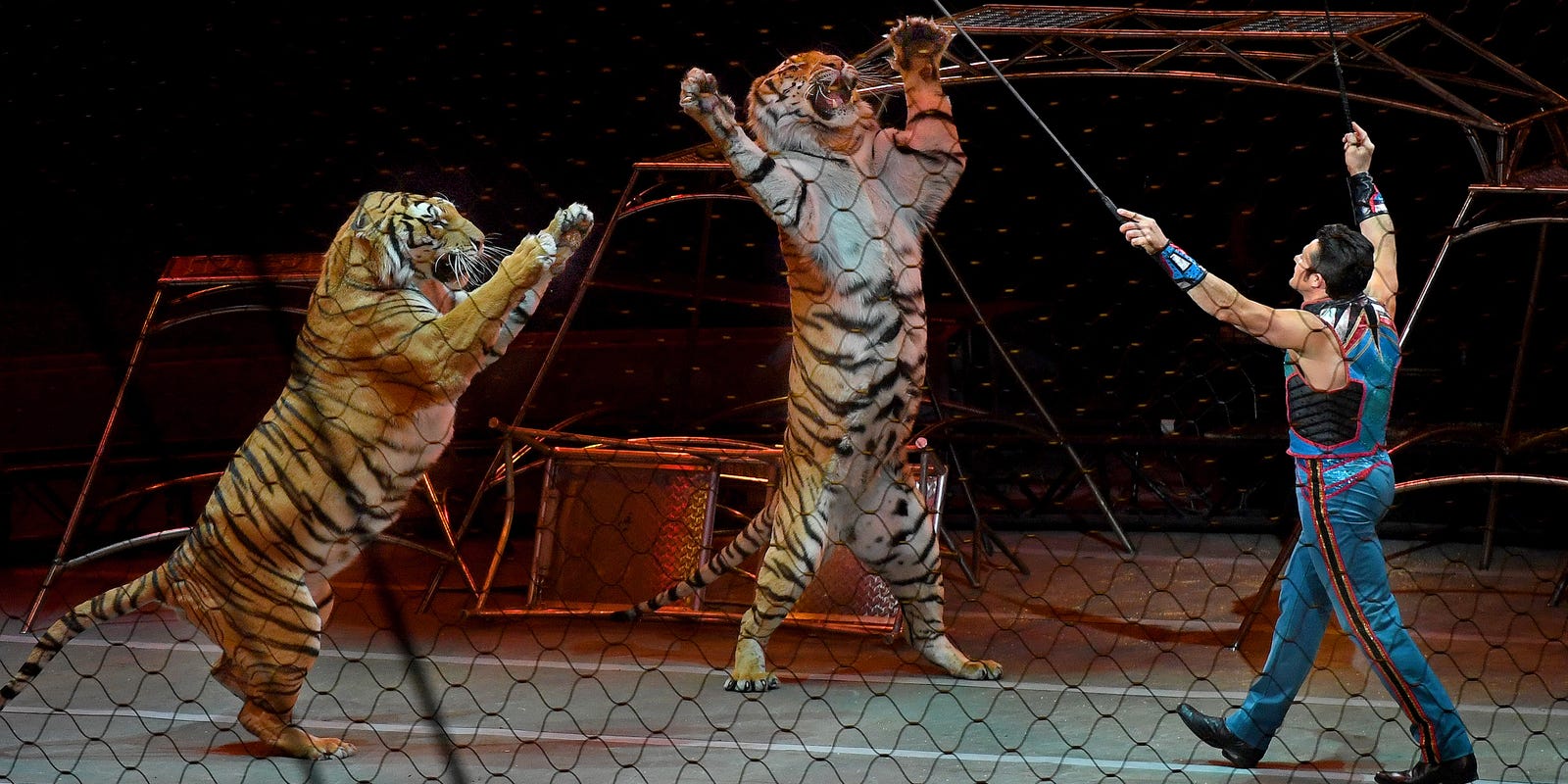 The Strange And Deadly Saga Of 15 Circus Cats Final Week In America