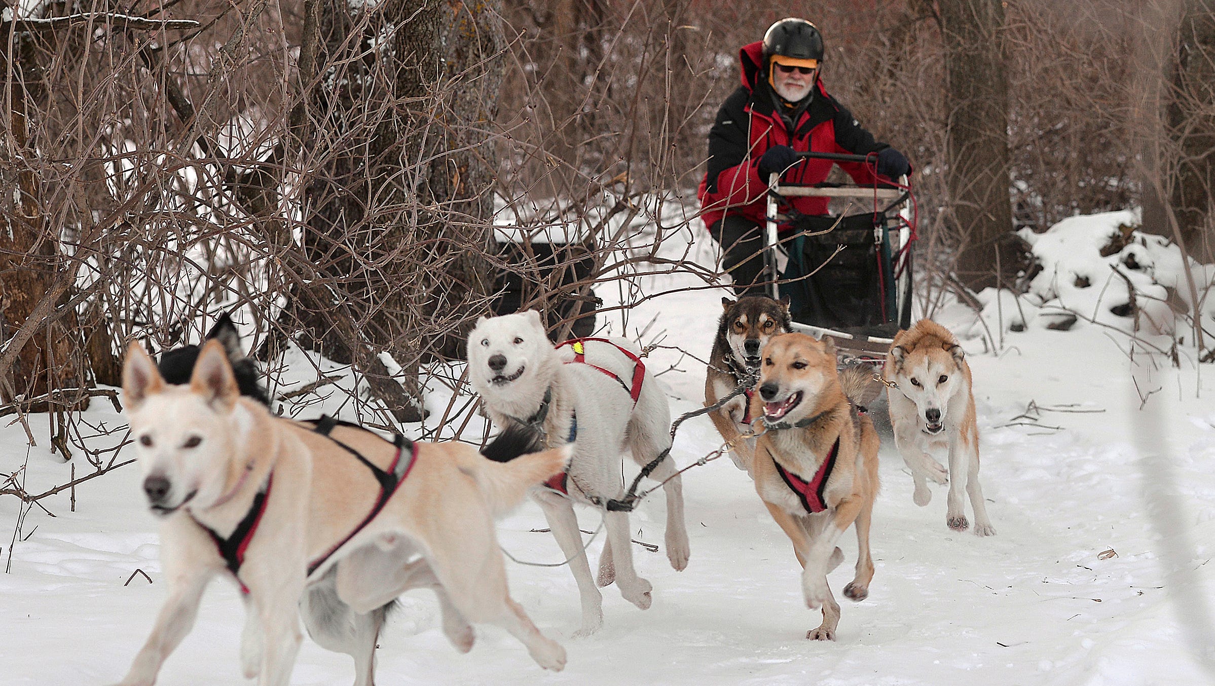 Melrose Musher Prepares For Beargrease S Shorter Race