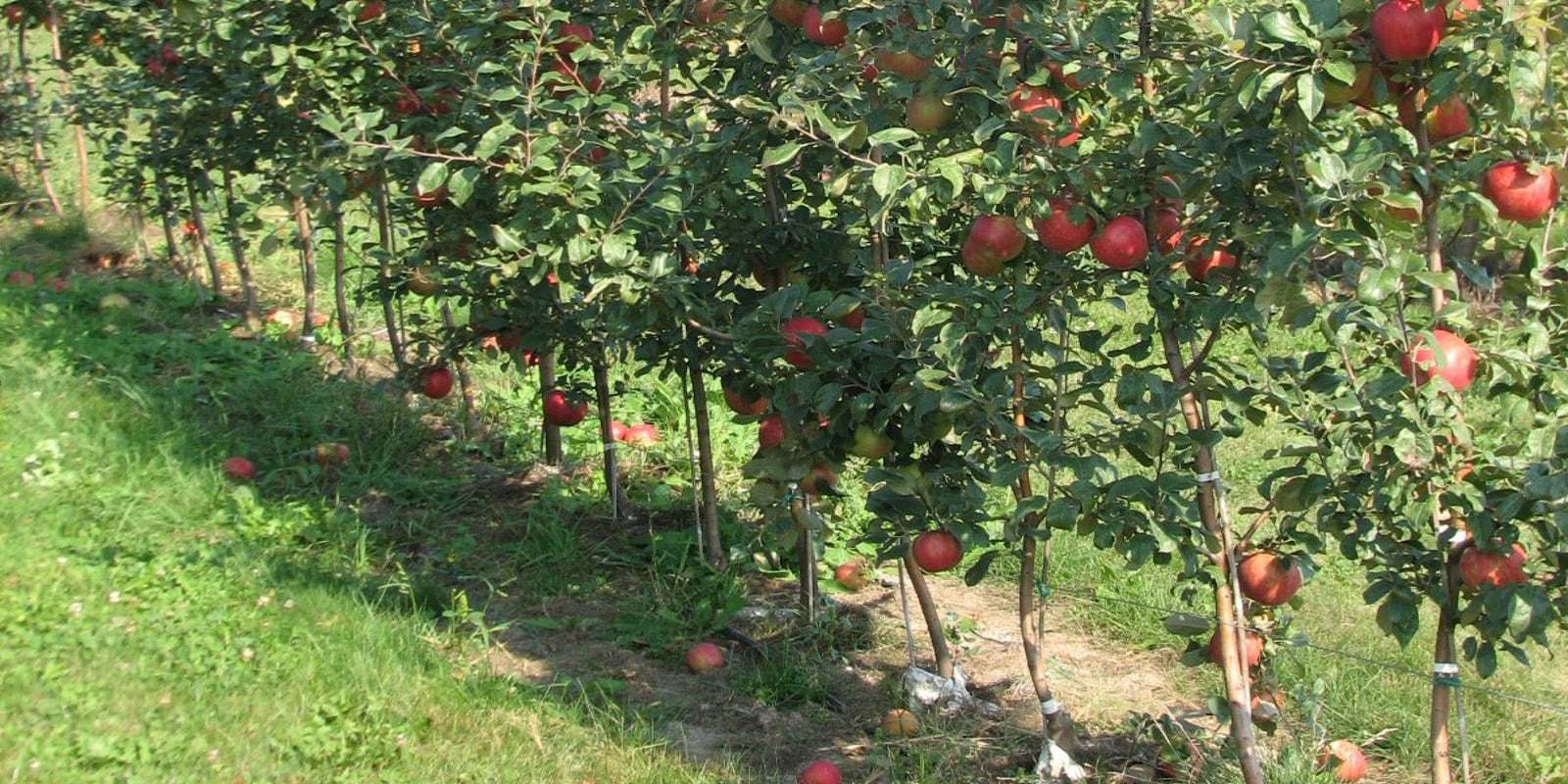 Gardening How to choose an apple tree