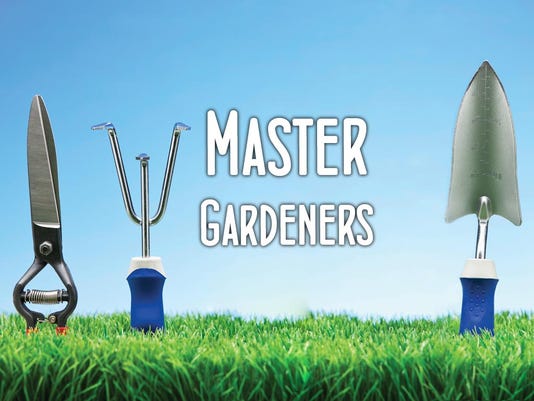 Q A Master Gardener How To Get Rid Of Goat Heads