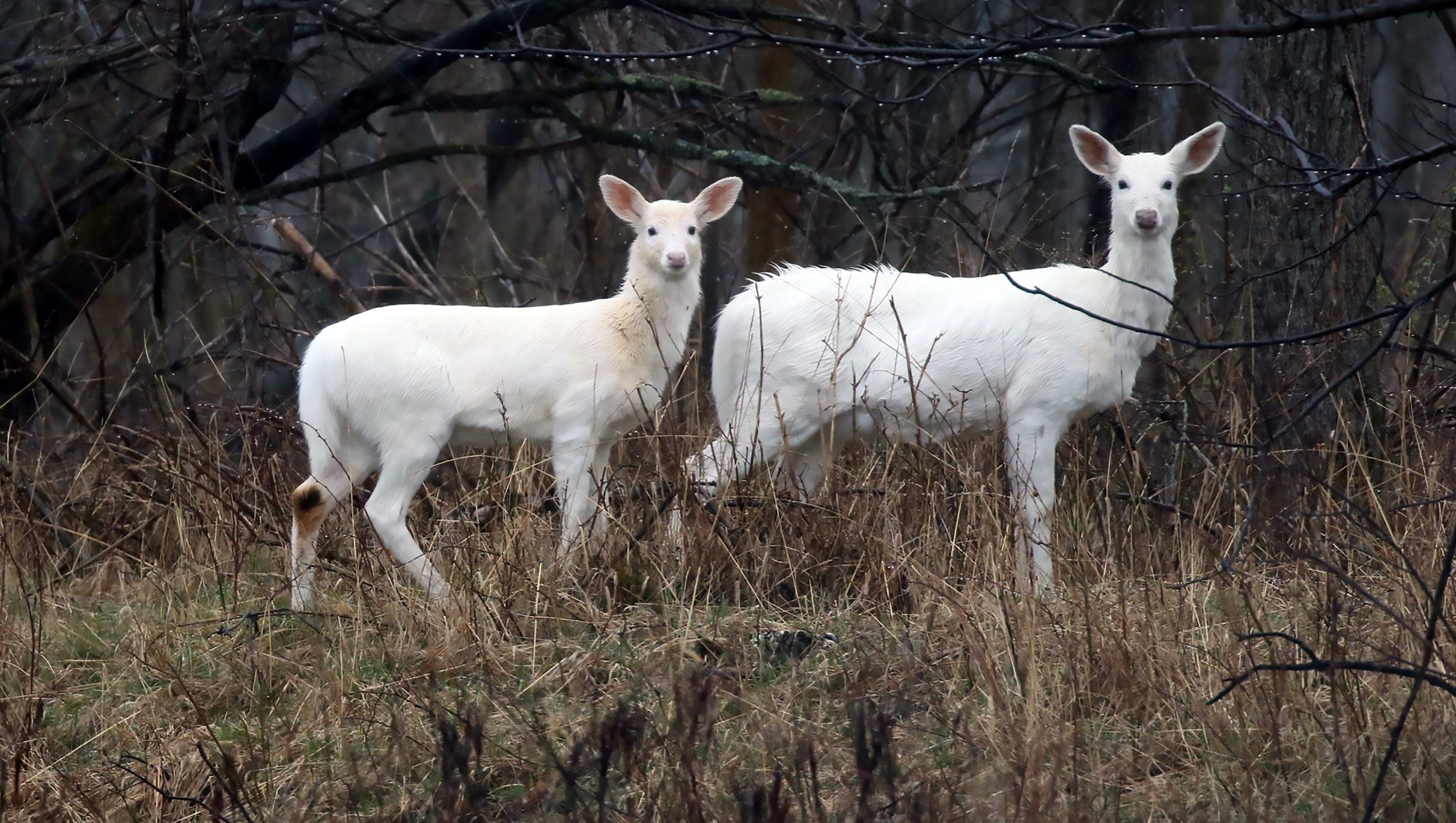 Seneca white deer find forever home at New York's new Deer Haven Park