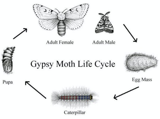 Moth Larvae Stages