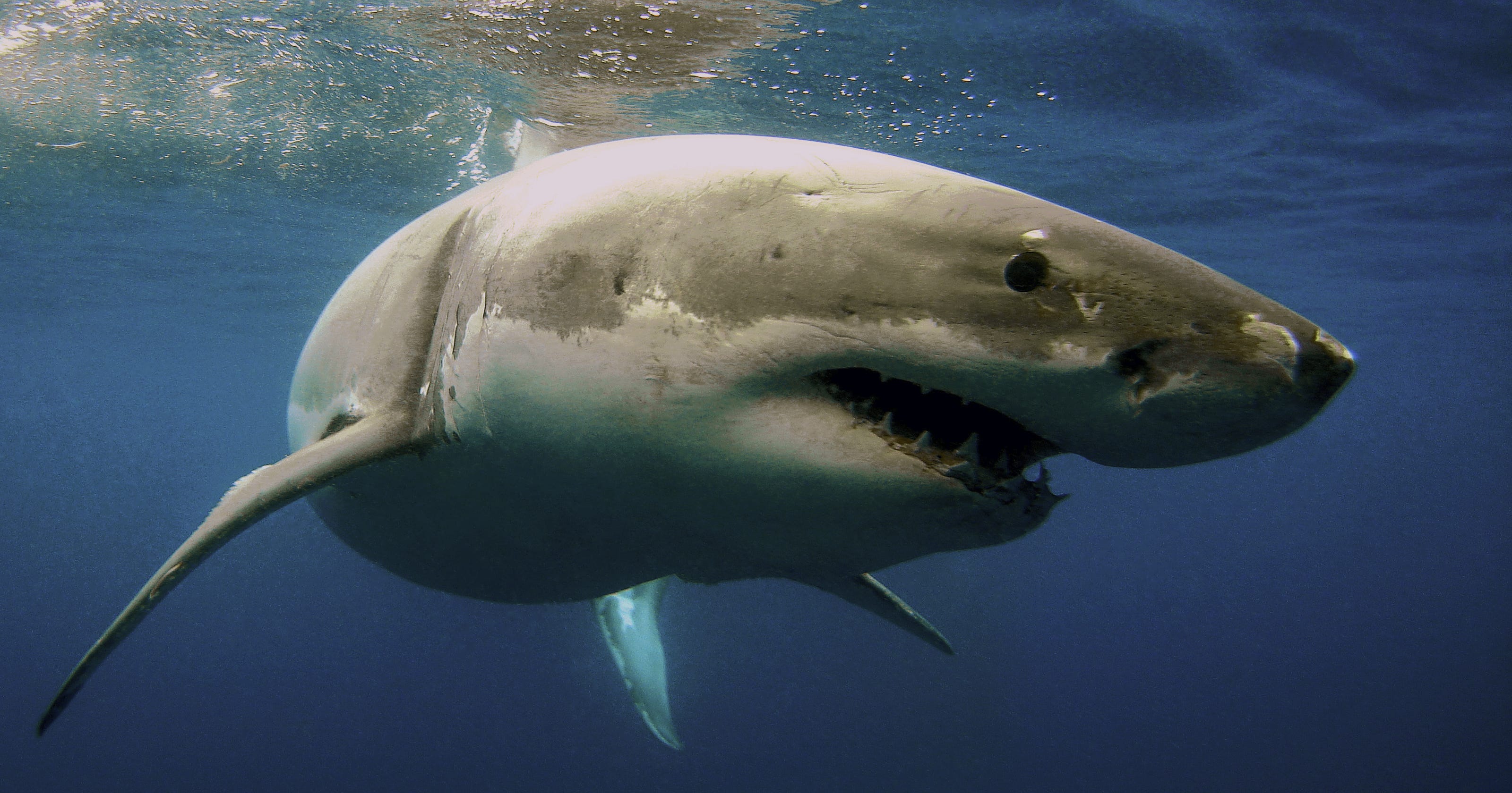 10 beaches where you might spot sharks from the shore