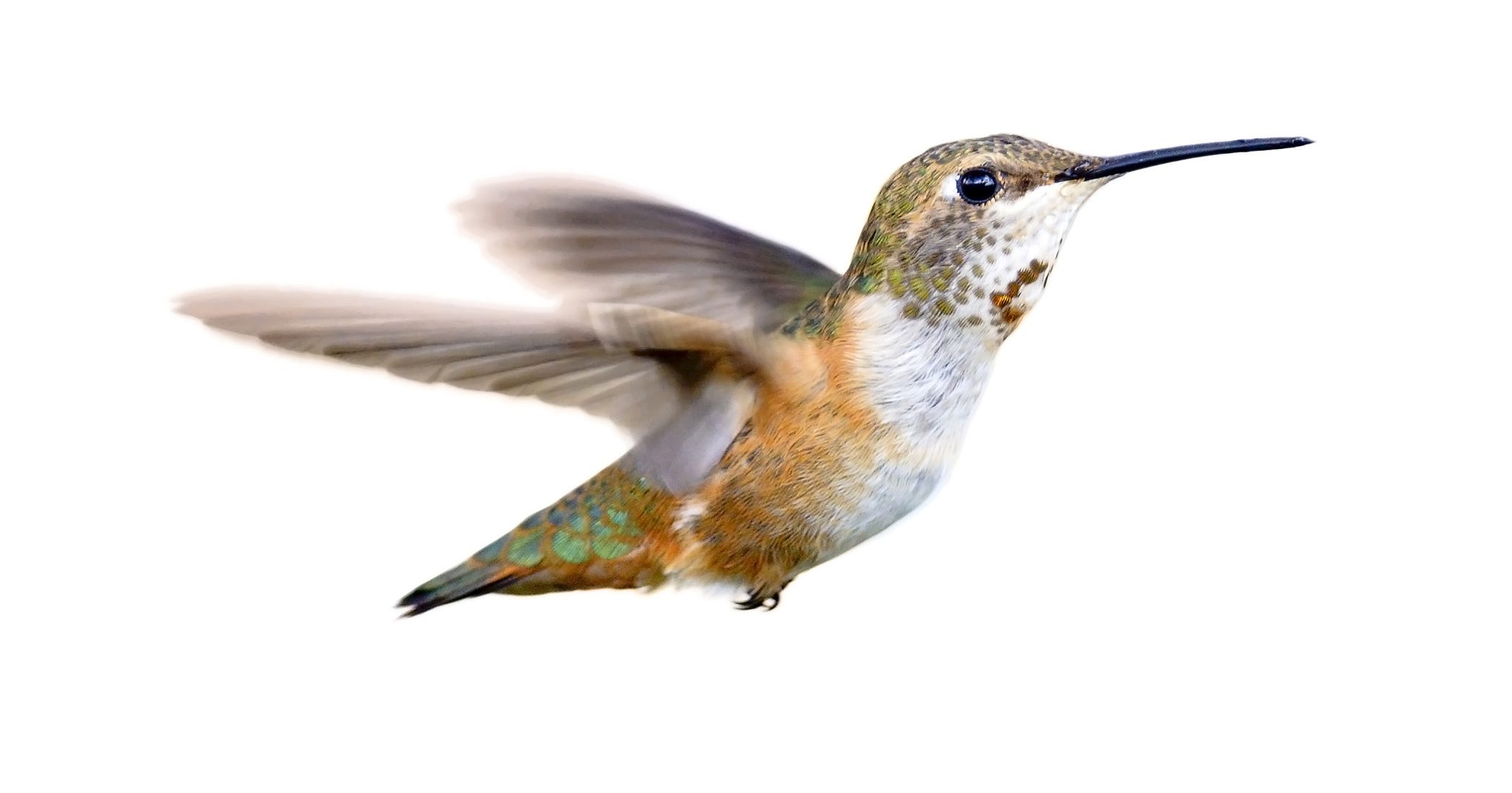 Some hummingbirds prefer Tennessee winters