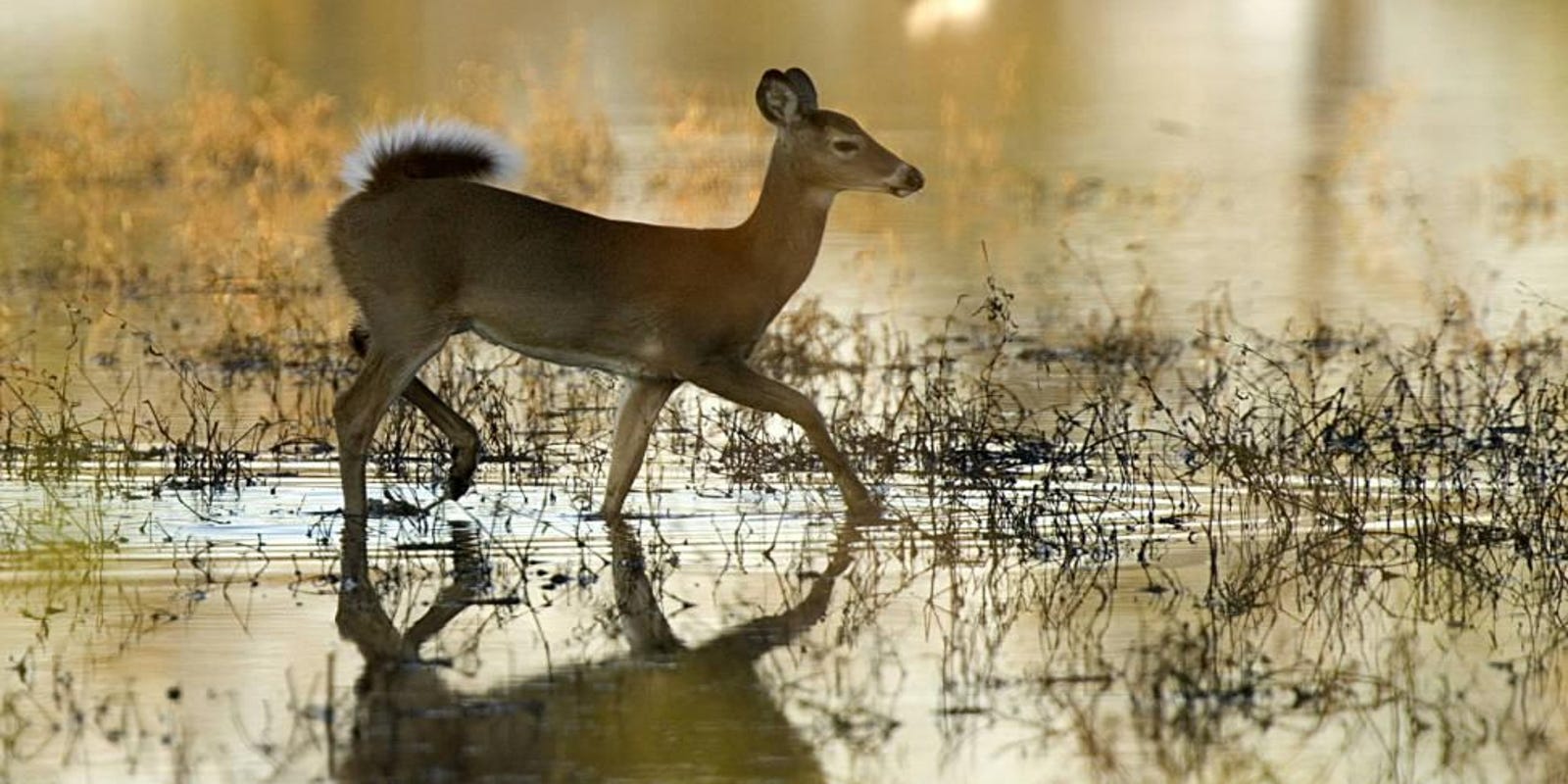 Hunters Remain Vigilant Of Diseases Like Cwd
