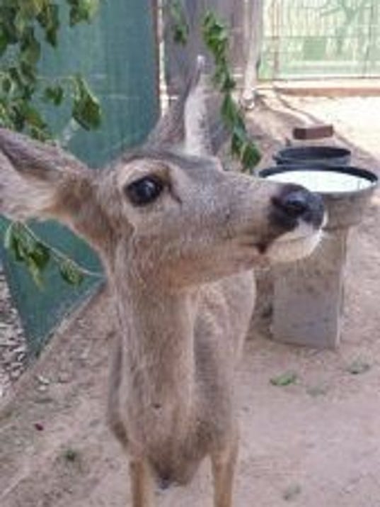 'Kidnapped' fawn