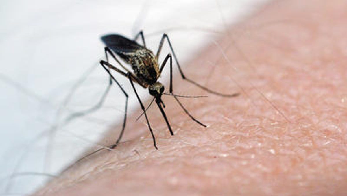 The Realities Of Living With West Nile Virus
