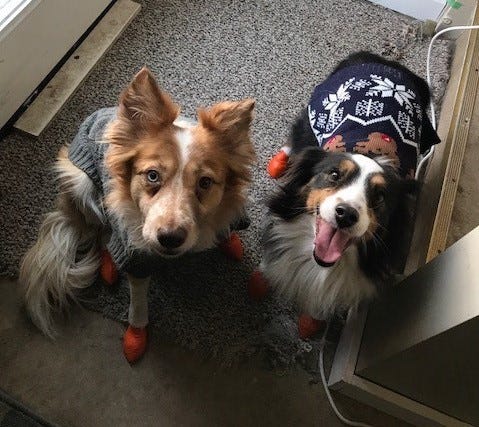 border collie limping back leg