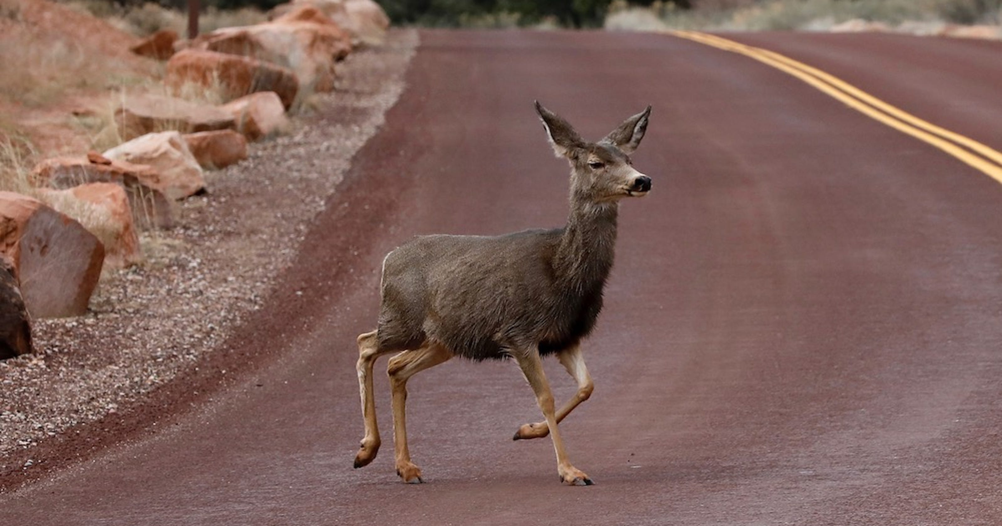 Vermont roads Ways to avoid hitting deer out on the highway