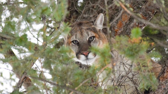 Reported Sightings Of Big Cats In Ny Rarely See Physical Evidence