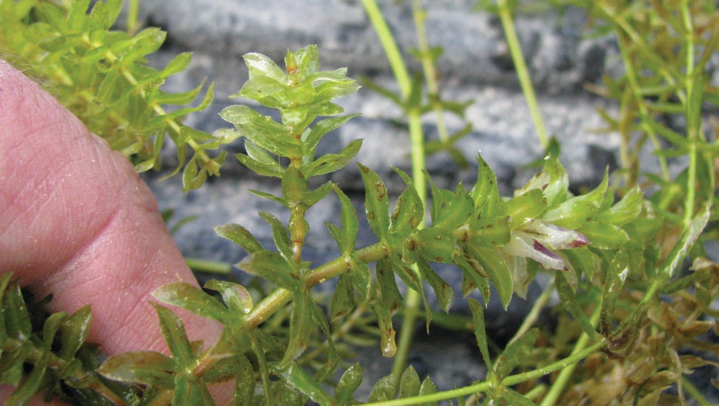 HYDRILLA THREAT 27 acres of plant found in Cayuga