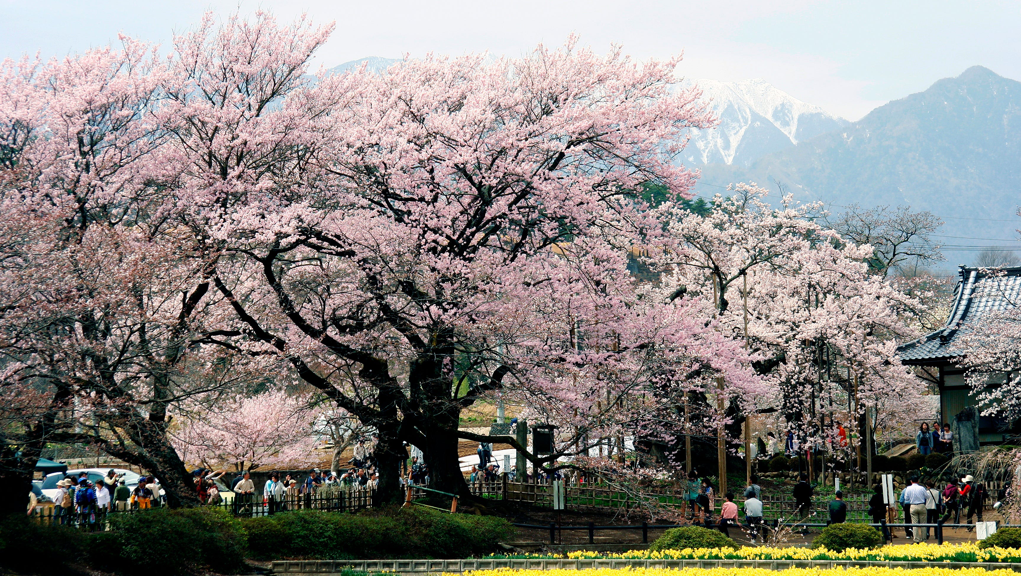 Hanami Sakura And The Art Of Cherry Blossom Viewing In Japan Technobubble Hanami Sakura And The Art Of Cherry Blossom Viewing In Japan Technobubble