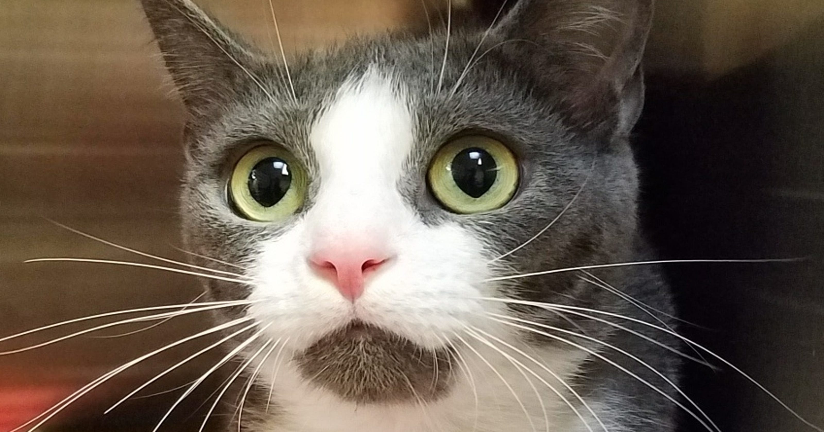 Ask the shelter Do cats without tails have trouble balancing?