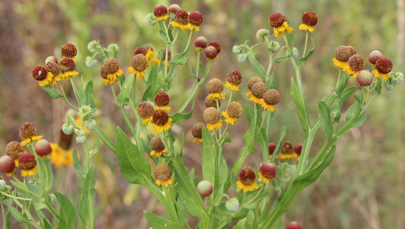 Poisonous plant threatens livestock