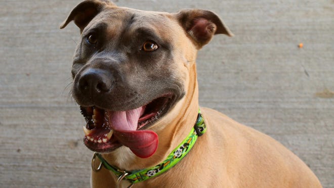 Bella, a 2½-year-old pit mix, is awaiting adoption at the Warwick Animal Shelter.