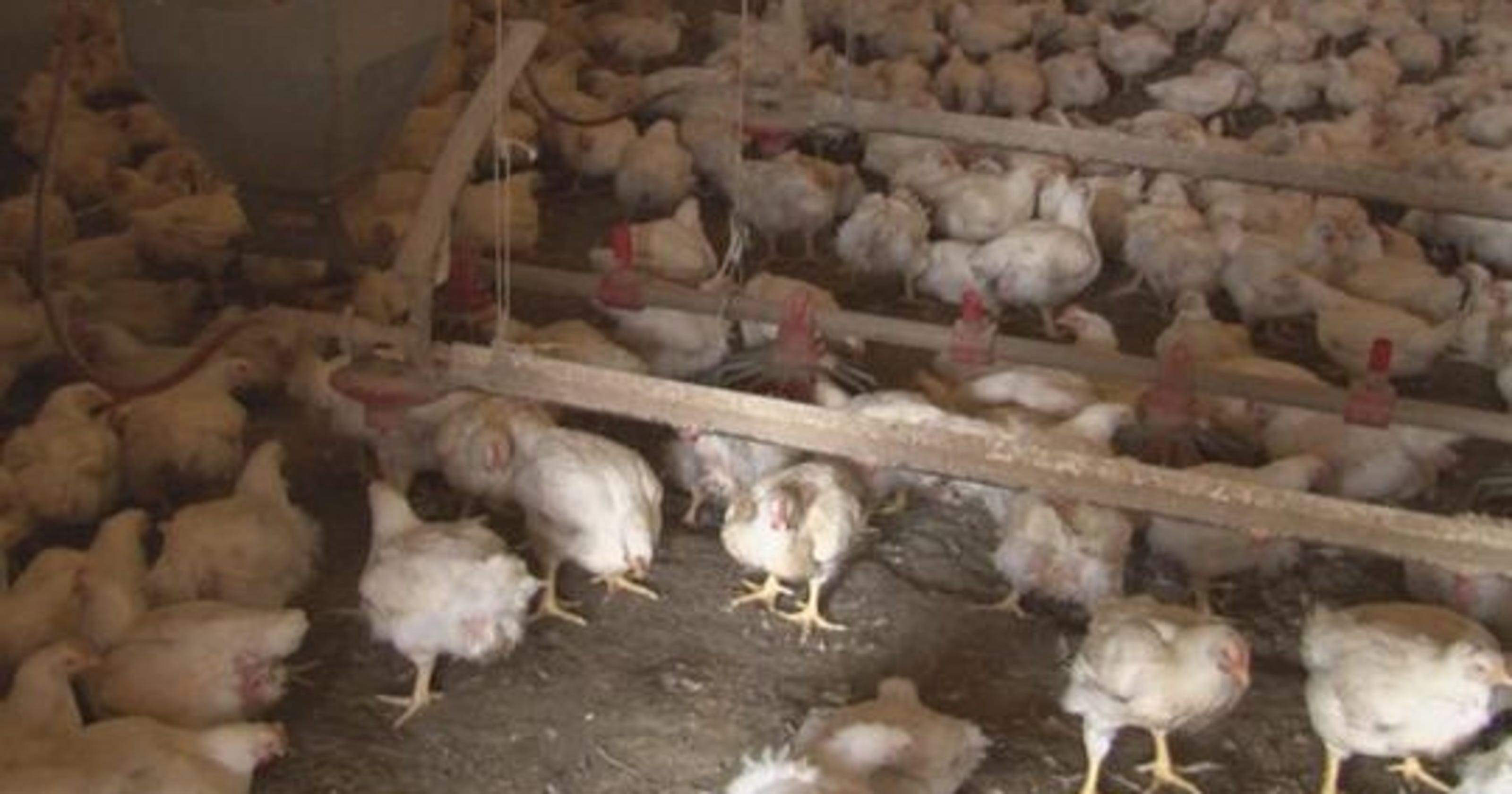 Man arrested, suspected of killing 300,000 chickens