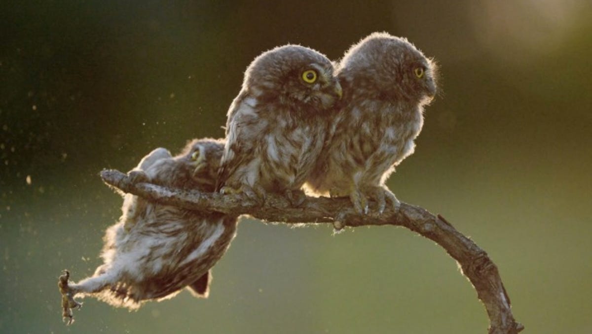 Hilarious Wildlife Photos Are Back And They Re Better Than Ever