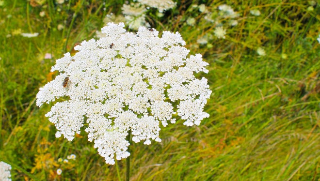 Wild carrot flower, also known as Queen Anne's lace