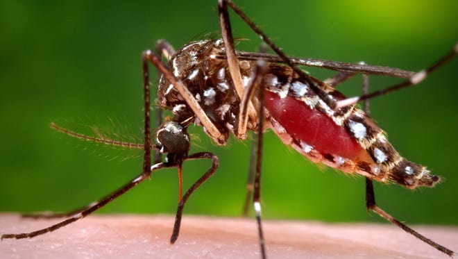 A female Aedes aegypti mosquito is seen in the process of acquiring a blood meal from a human host. This type of mosquito is known to spread the Zika virus, dengue fever, chikungunya and yellow fever.