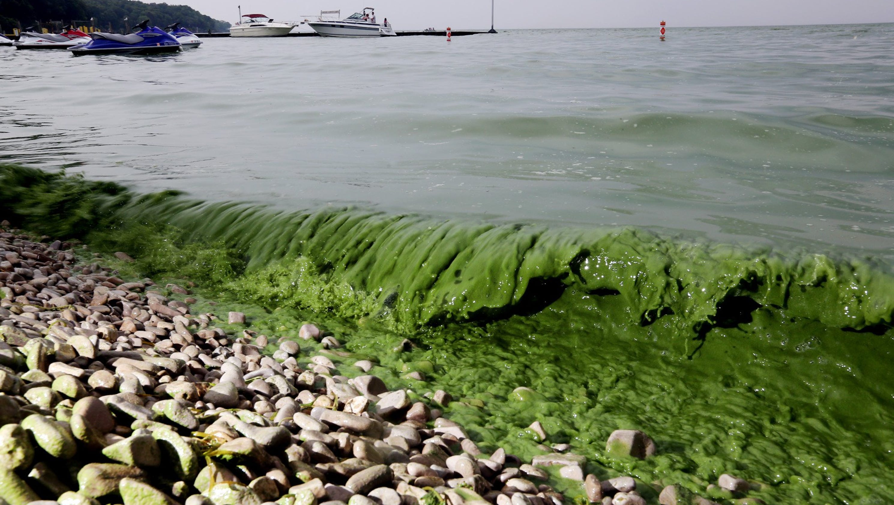 Edinboro Lake Algae Bloom Pictures 16