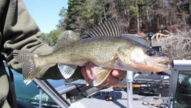 A 15-inch walleye is held before release on Pokegama Lake, part of the Chetek Chain in northwestern Wisconsin. The walleye population on the chain is sustained through stocking.