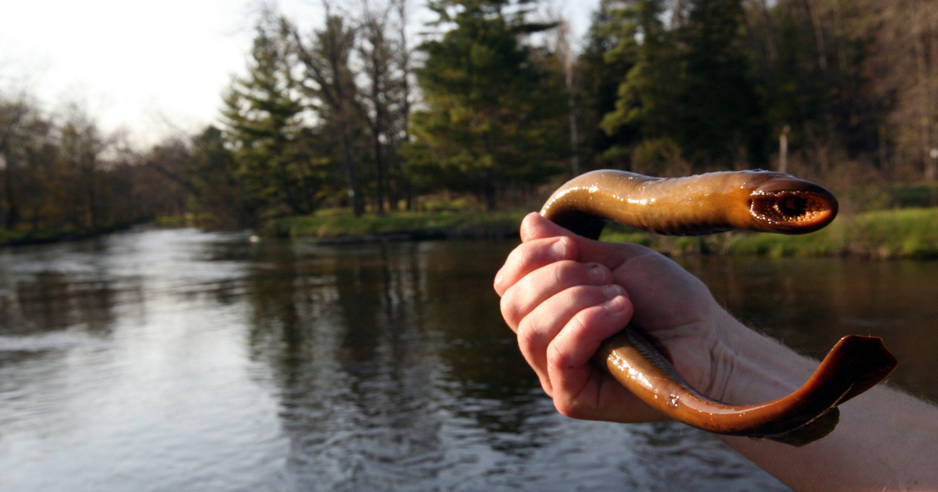 Officials: Sea lamprey numbers down across Great Lakes