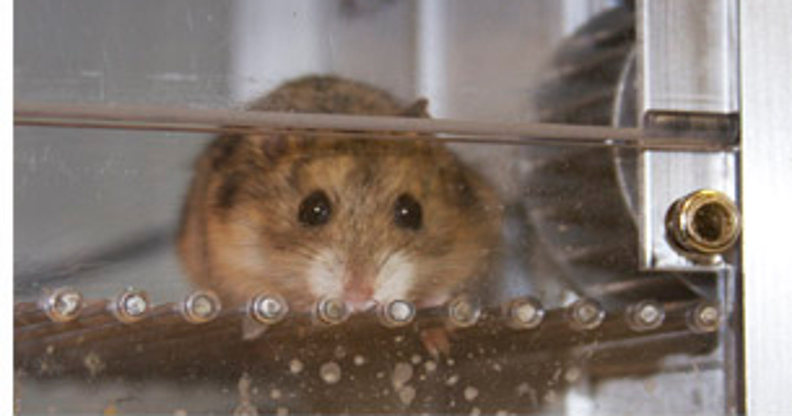 USDA cites FSU in death of hamsters