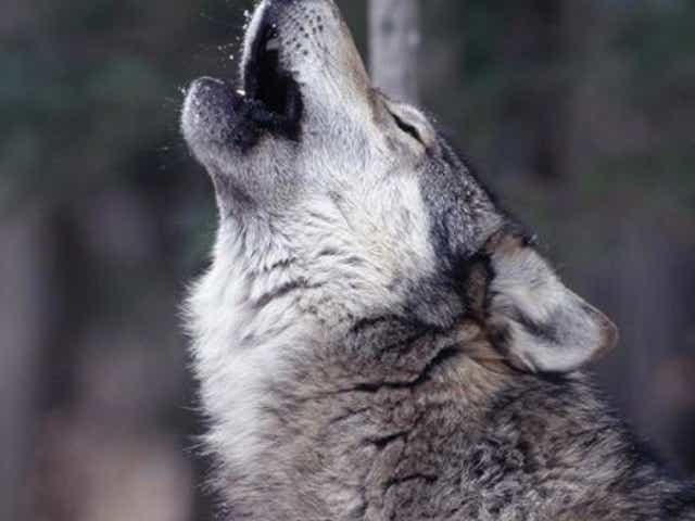 Decoding A Wolf S Howl