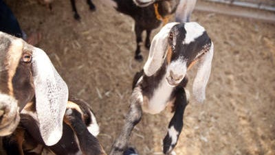 Goats are seen at The Simple Farm in Scottsdale, AZ.