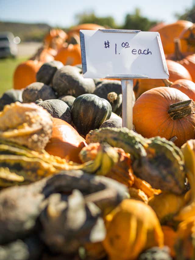 Pumpkin Patches Get In On The Agritourism Trend
