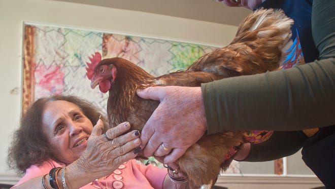 Alicia Gonzalez and Gwenne Baile, right, pet Rosebud, a certified therapy chicken, at the Mount Laurel Center for Rehabilitation and Healthcare. Baile brought her hen for a visit  to educate the residents about raising chickens and how they lay their eggs.