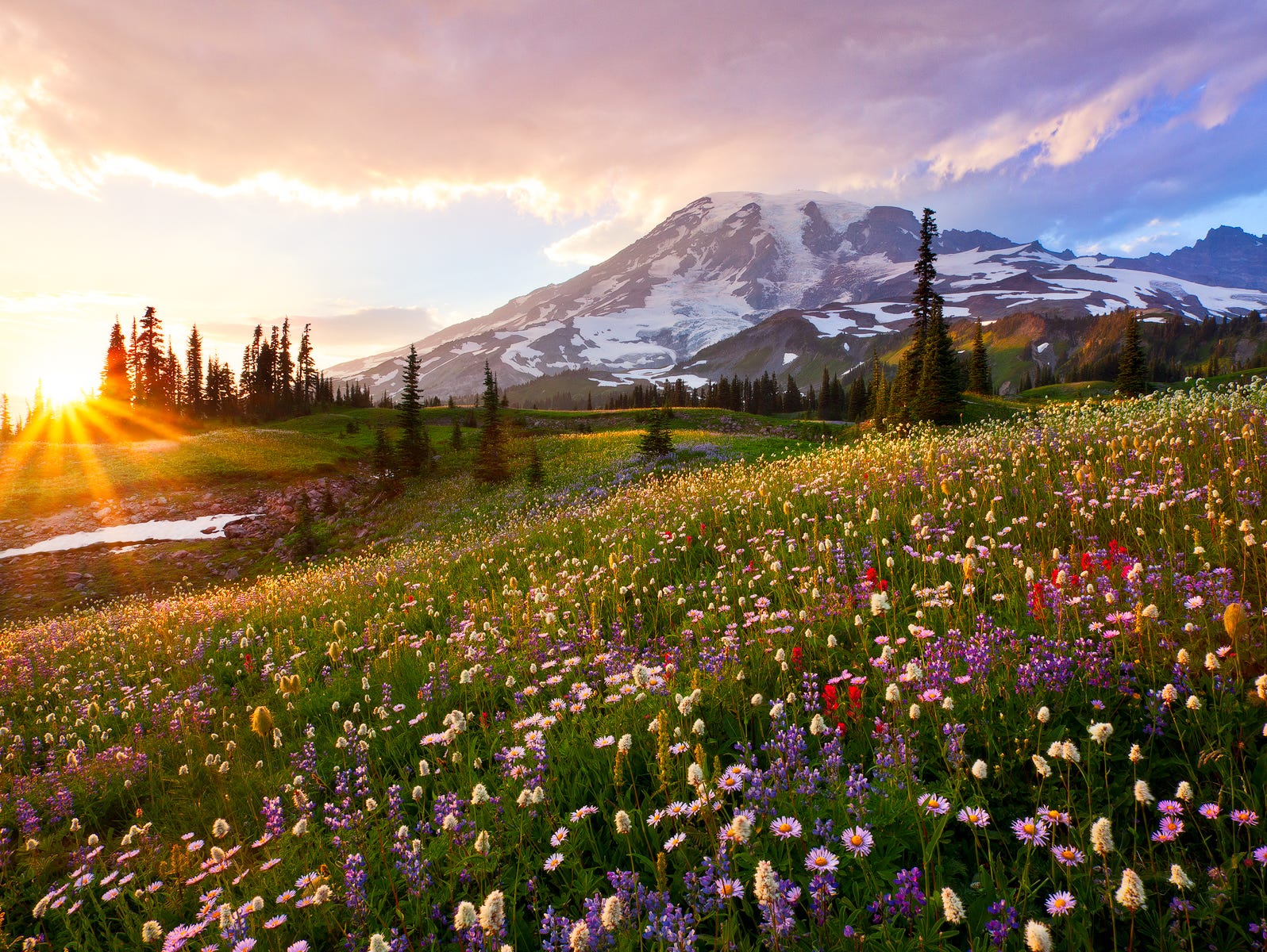 Mount Rainier National Park's Paradise area is famous for its glorious views and wildflower meadows