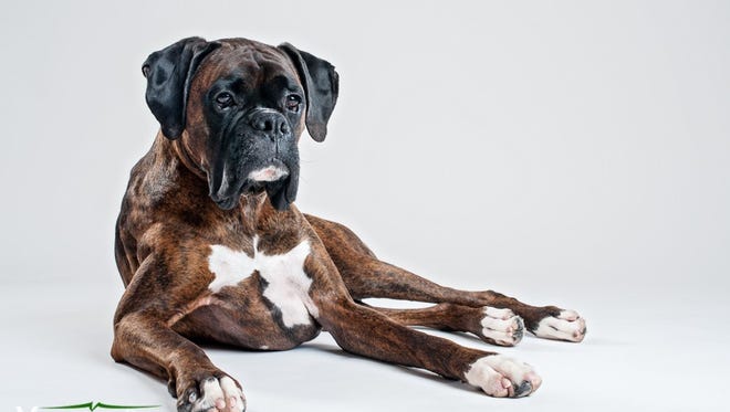 Jack Daniel, an agility, performance and commercial animal actor