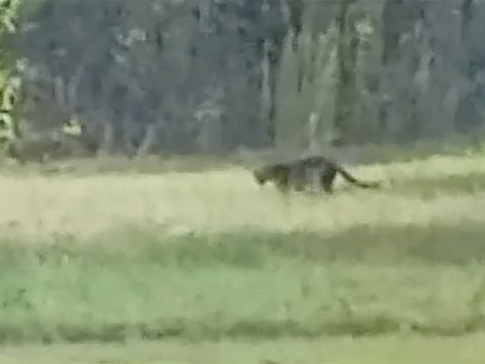 Big Black Cats In Alabama Big Black Cats In Alabama