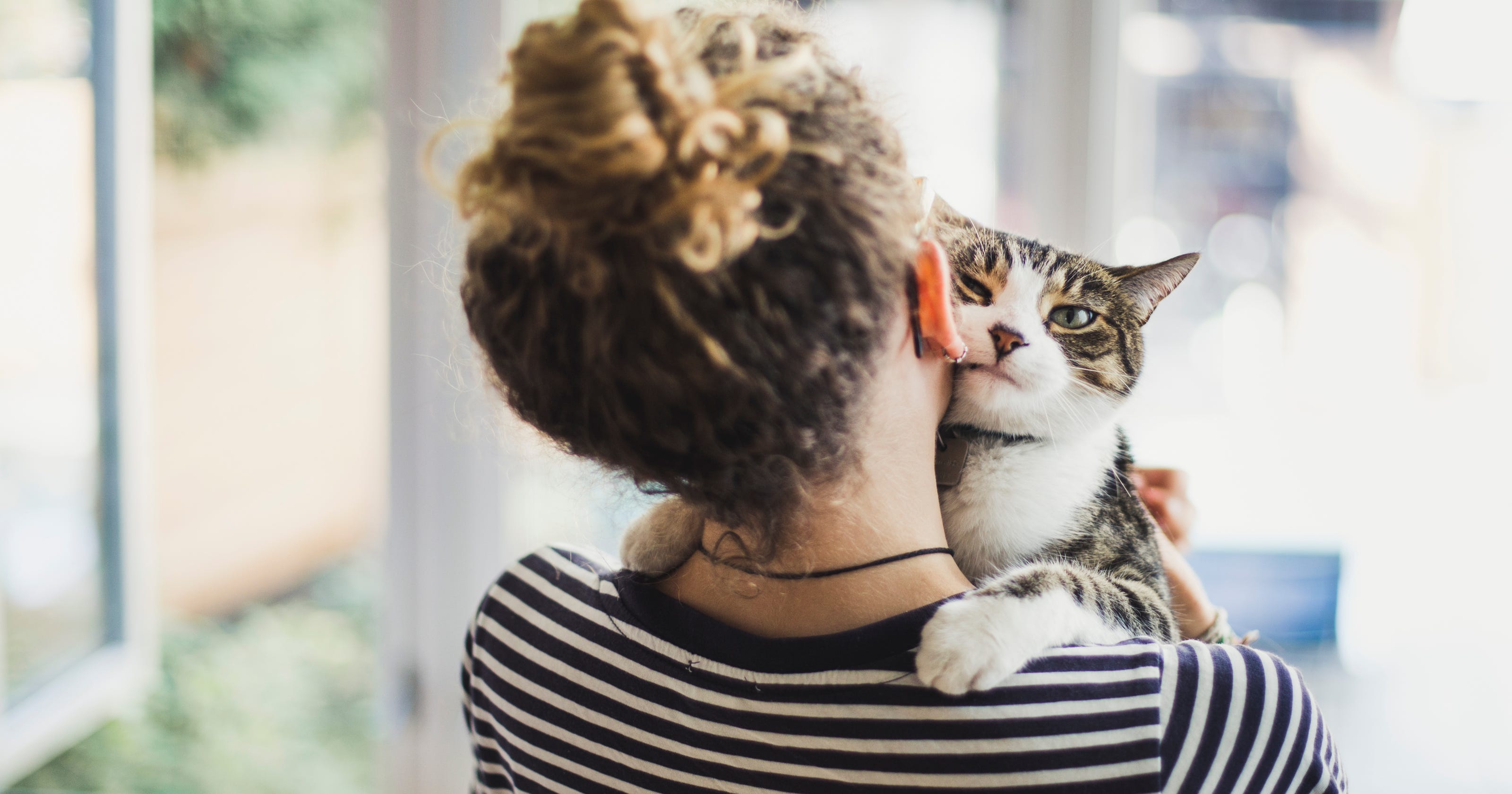 Ruyada Kedi Kakasi Gormek Ruya Meali