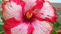 The hibiscus for sale are all unique and have tantalizing names like Voodoo Queen, Mystic Mist and this Rim of Fire.
