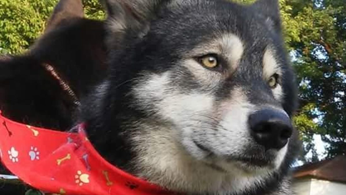 Owner Appeals Ruling In Vicious Dog Case A conglomeration of reported news stories concerning attacks by dogs on either other dogs or on people.