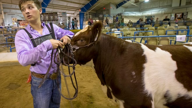 Murray Perkins shows his steer at a local livestock show. Eventually his 'pet' project will go to feed hungry families.