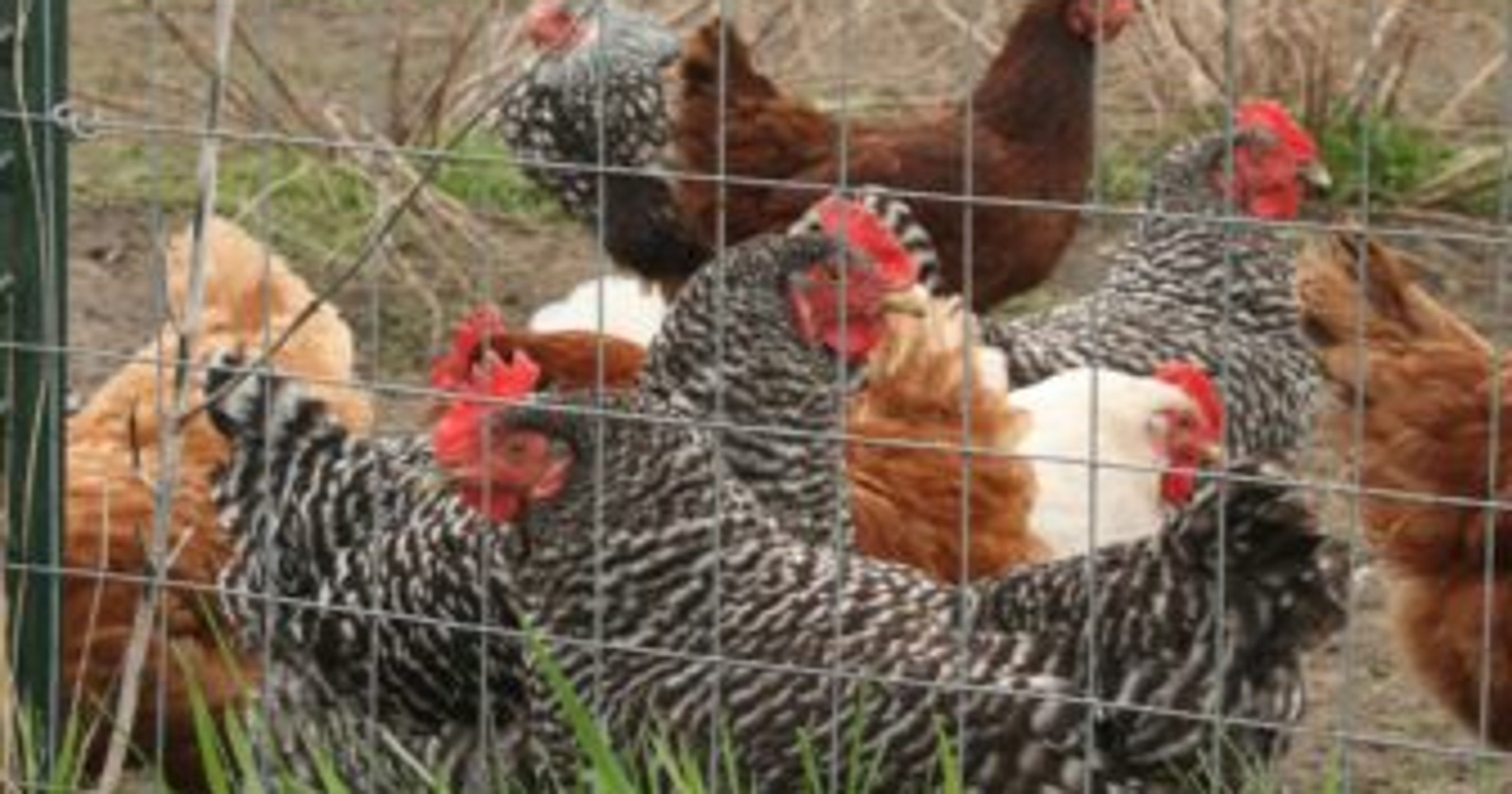 Drifting pesticides put neighboring farms at risk