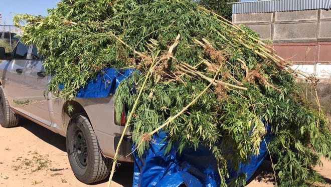 Otero County Sheriff's Office deputies seized 130 marijuana plants from a 61-year-old Chaparral woman's home Friday.