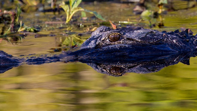 An alligator lurks in the water at Wakulla Springs